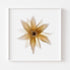 Yellow Star Flower Art Print